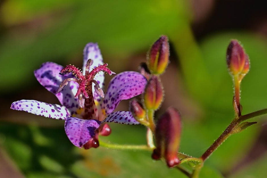 photo de Tricyrtis 422e49f9