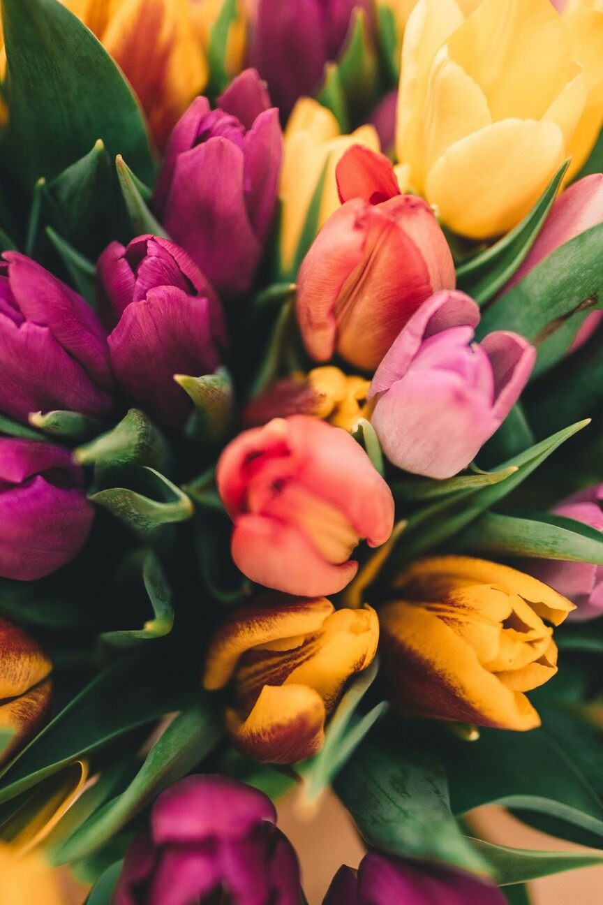 photo de Tulipe 36ffd1a5