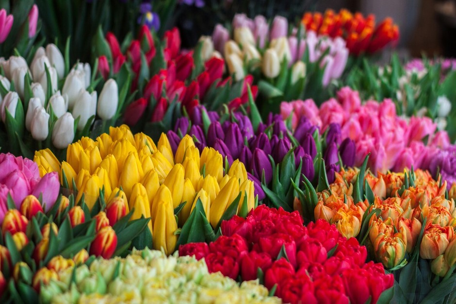 photo de Tulipe 8be2ab3d
