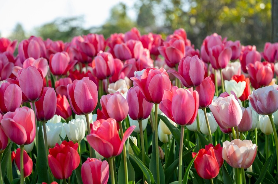 photo de Tulipe ce4ae0f7
