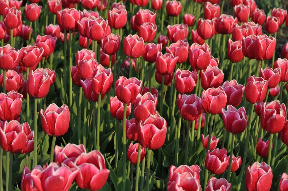photo de Tulipe f81e68de