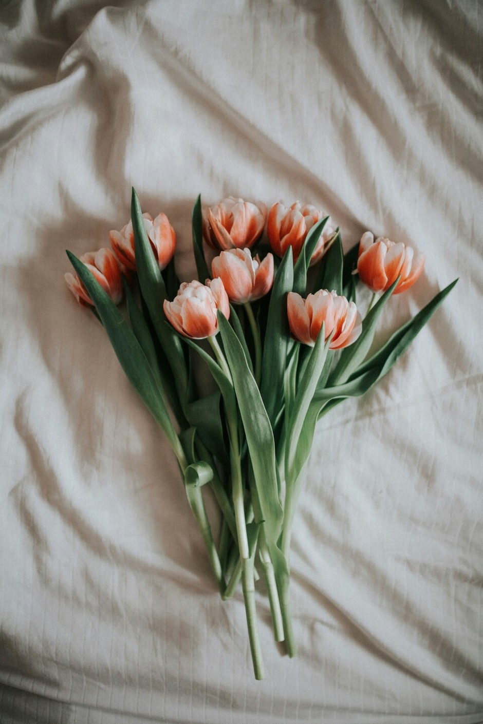 photo de Tulipe fd2d5c63