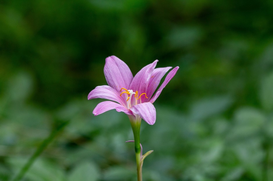 photo de Zephyranthes 13b61ed2