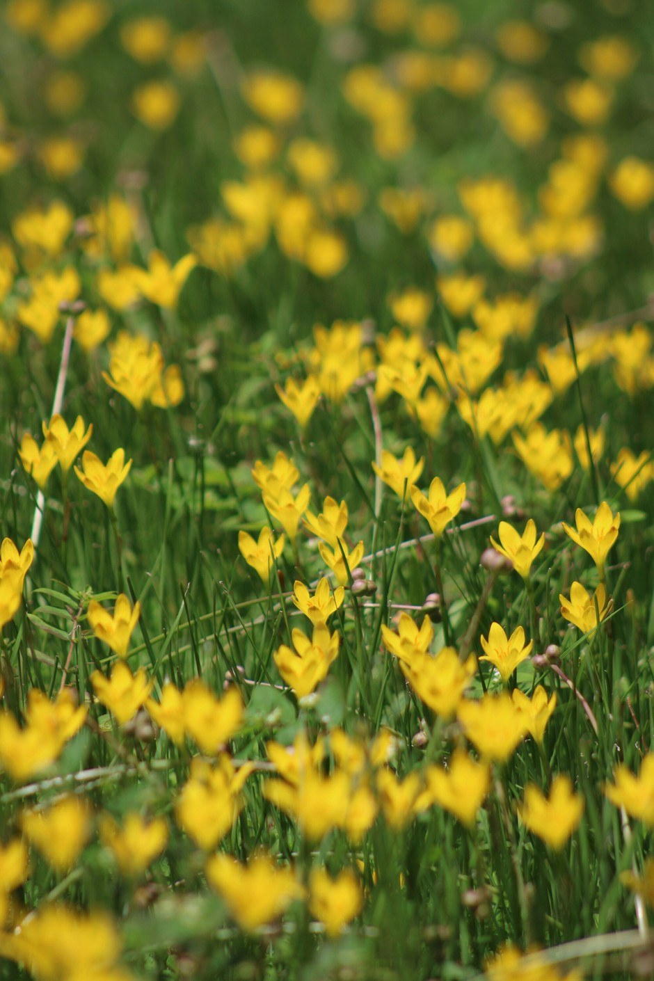 photo de Zephyranthes 18ffb6ca