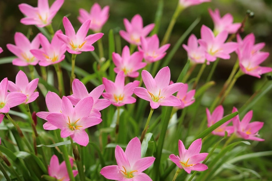 photo de Zephyranthes 2740e989