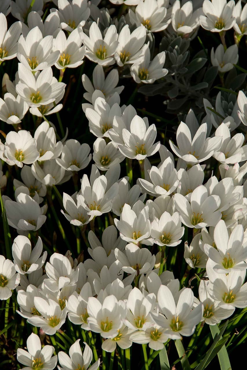 photo de Zephyranthes a1aca7d3