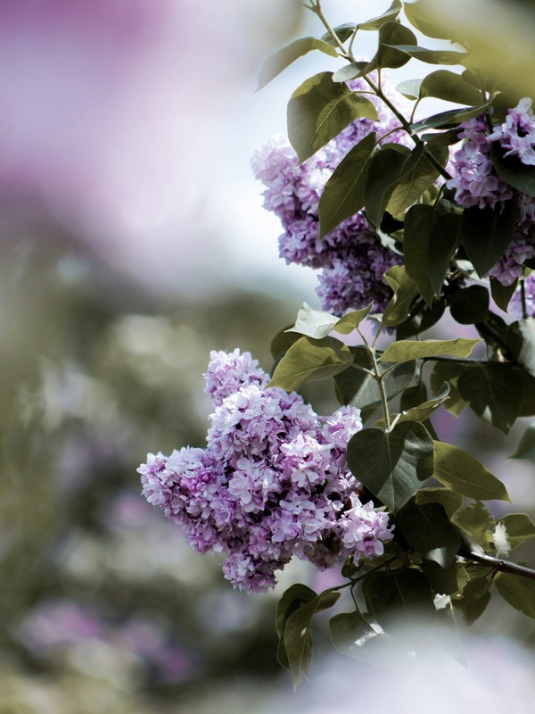 Photo de Lilas
