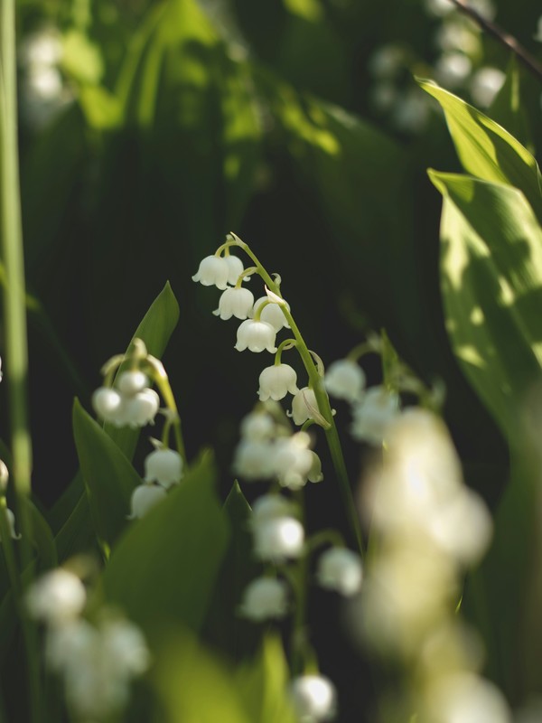 Photo de Muguet
