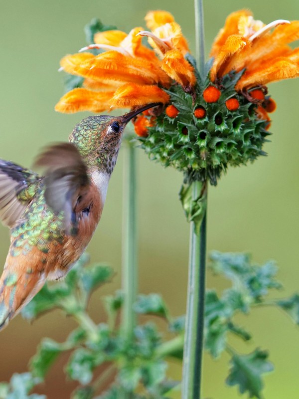 Photo de Leonotis leonurus