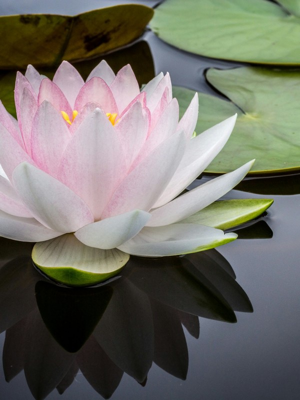 Photo de Lotus