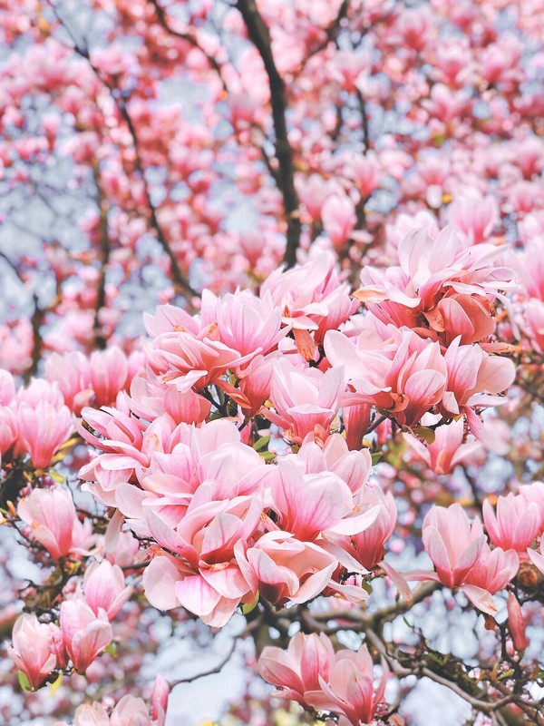 Photo de Magnolia