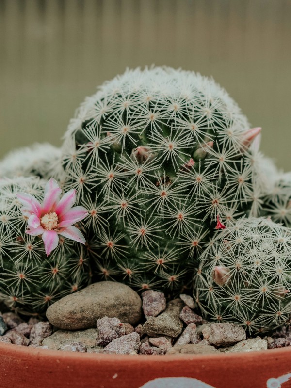 Photo de Mammillaria