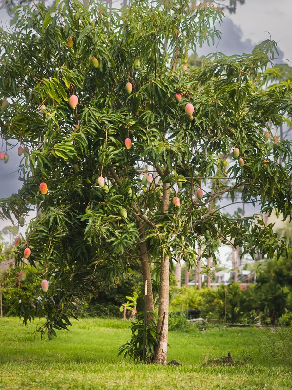 Image principale de mango