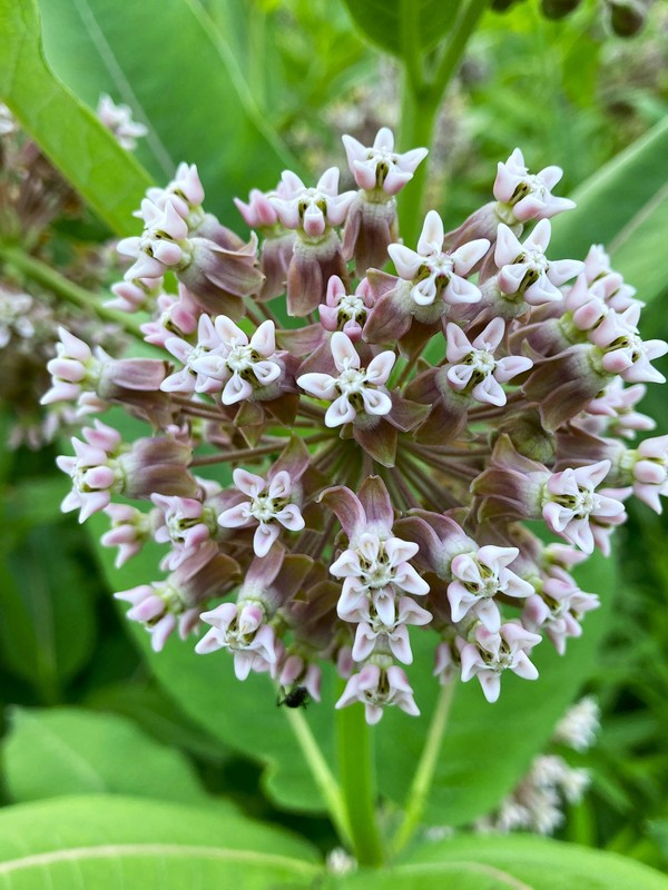 Photo de Asclépiades
