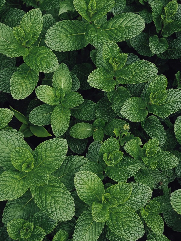Photo de Menthe