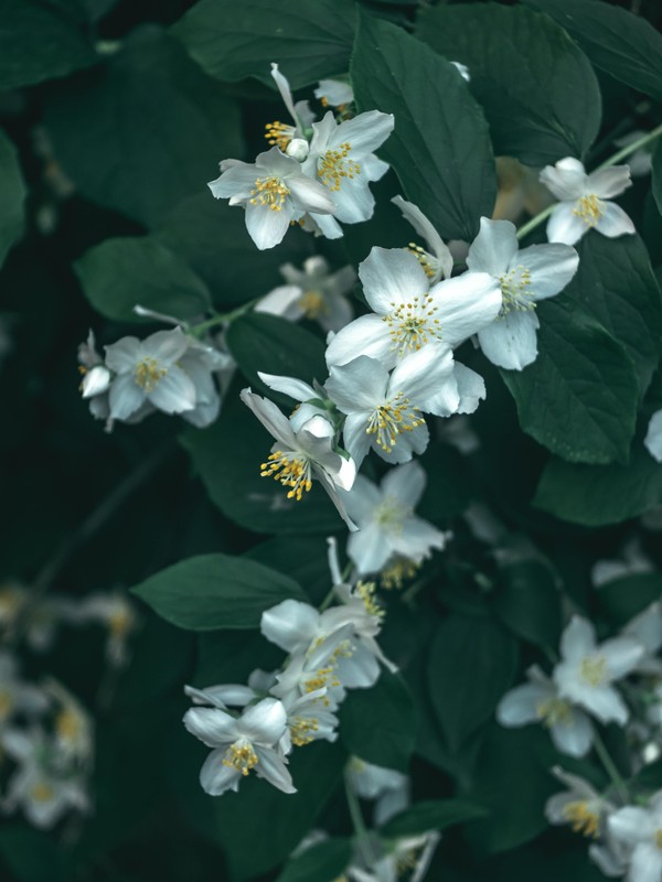 Photo de Philadelphus