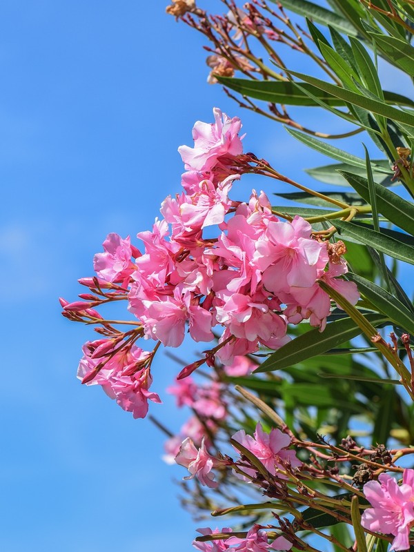 Photo de Laurier-rose
