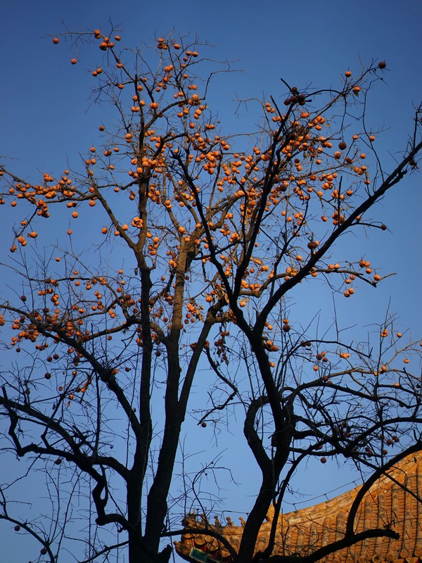 Photo de Diospyros