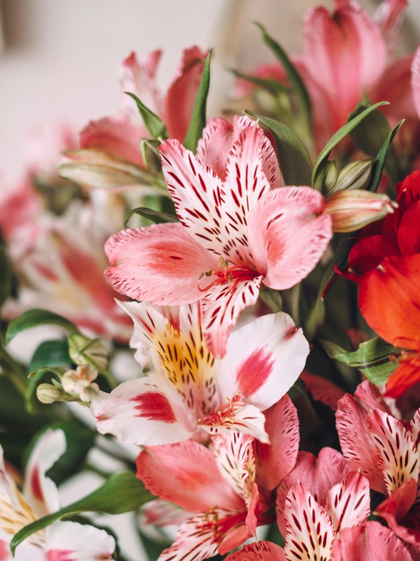 Photo de Alstroemeria