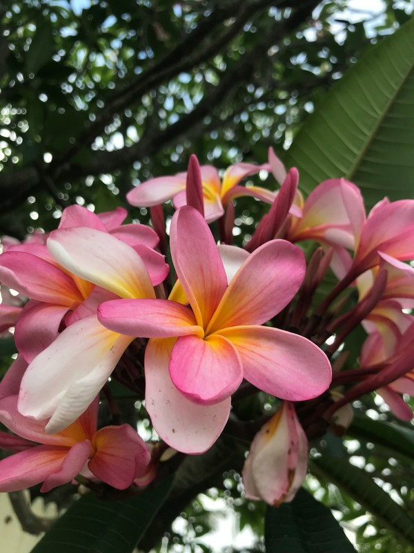 Photo de Frangipanier