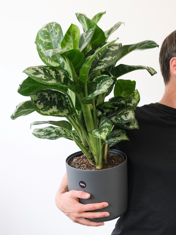 Photo de aglaonema