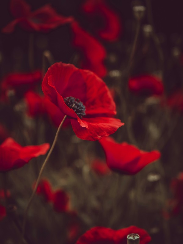 Photo de Coquelicot