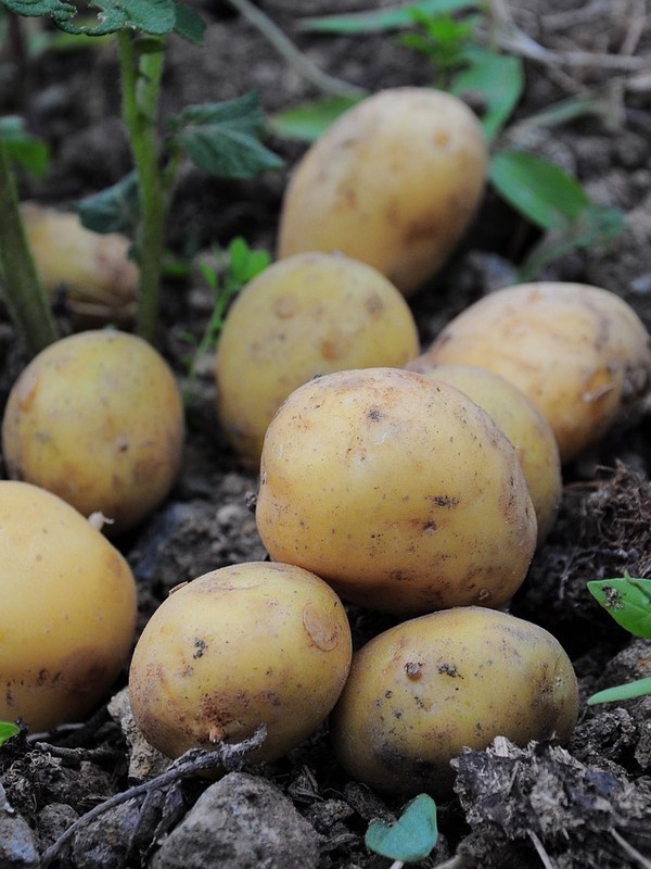 Photo de Pomme de terre
