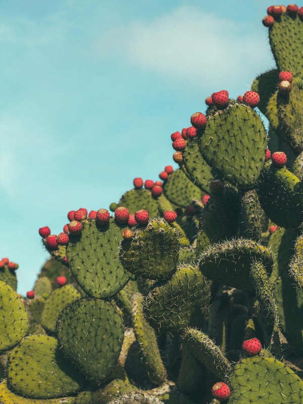 Image principale de prickly pear