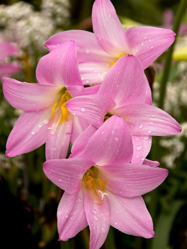 Photo de Zephyranthes