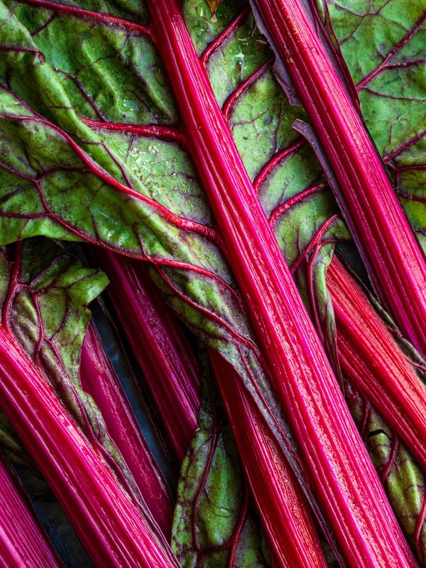 Photo de Rhubarbe