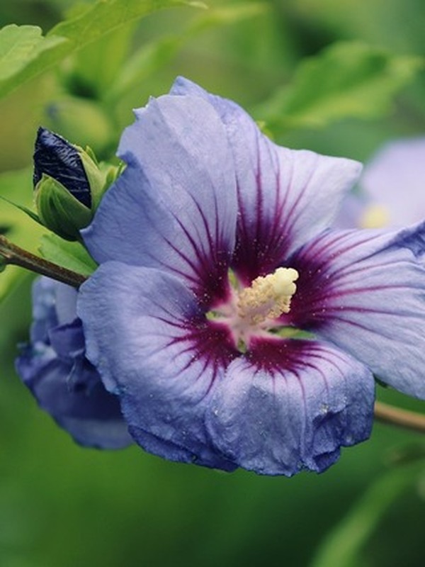 Photo de Hibiscus de Syrie