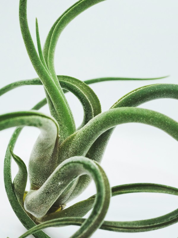 Photo de tillandsia