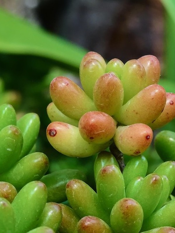 Photo de Sedum