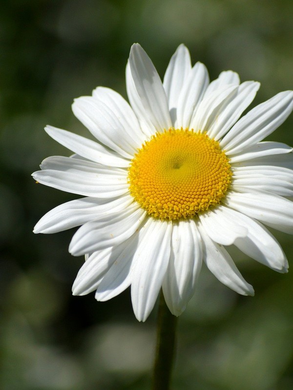 Photo de Grande marguerite