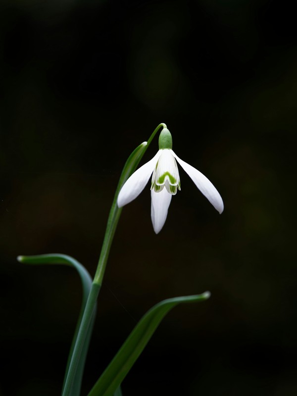 Photo de Perce-neige