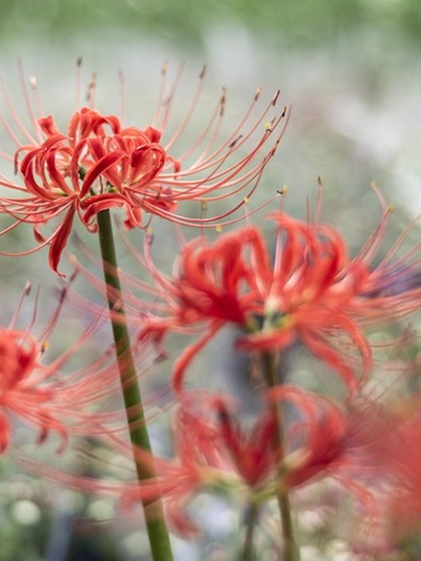 Photo de Lycoris rouge
