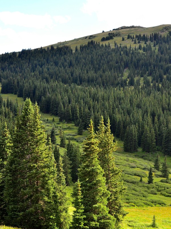 Photo de Épicéa