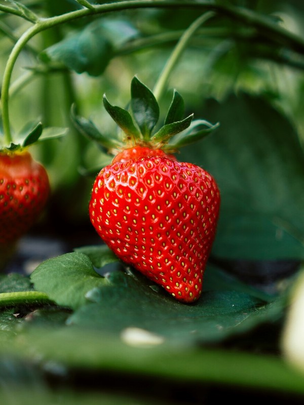 Photo de Fraisier