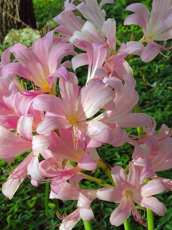 Photo de Lys de la résurrection