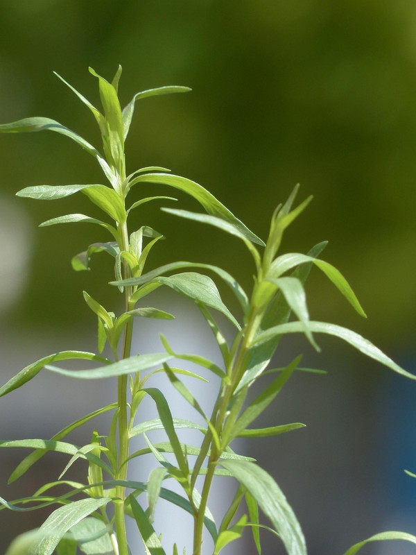 Photo de Estragon