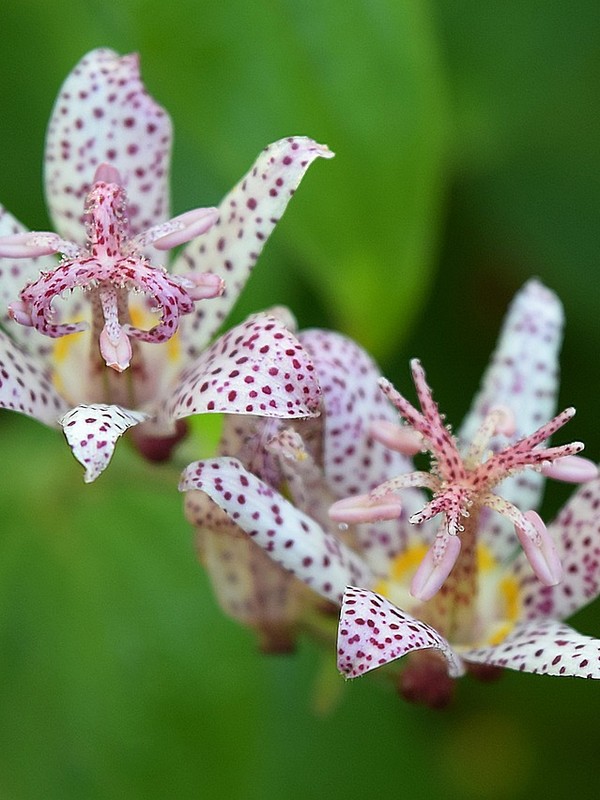 Photo de Tricyrtis