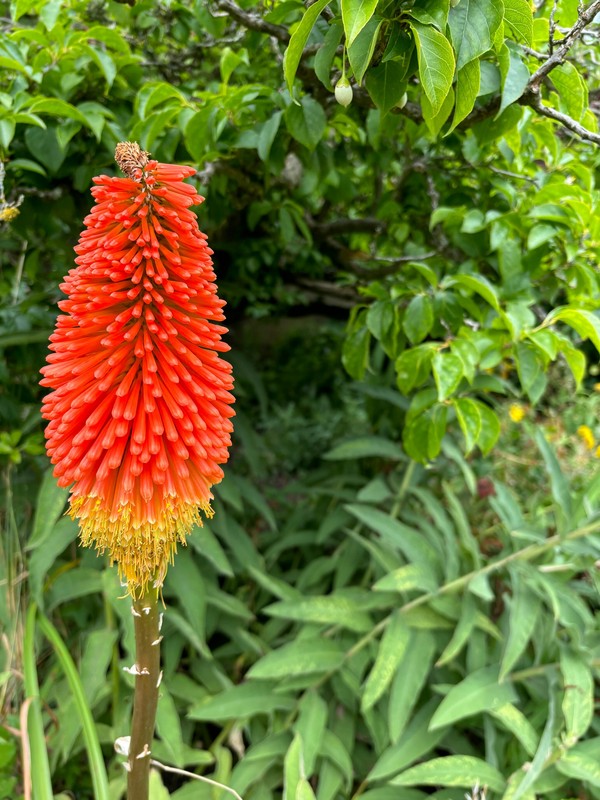 Photo de Kniphofia