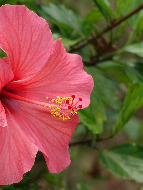 Photo de Hibiscus Rose de Chine