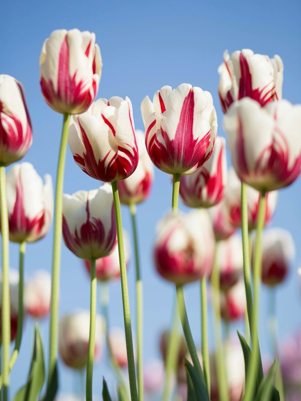 Photo de Tulipe