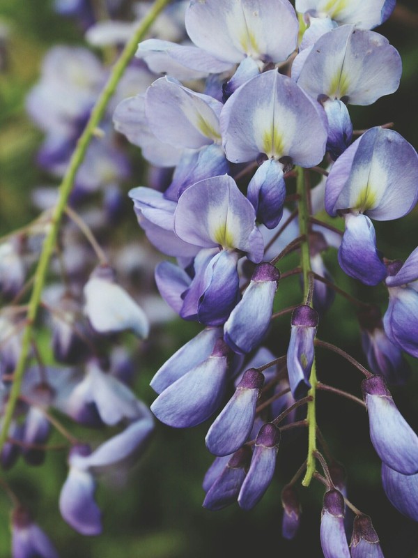 Photo de Glycine