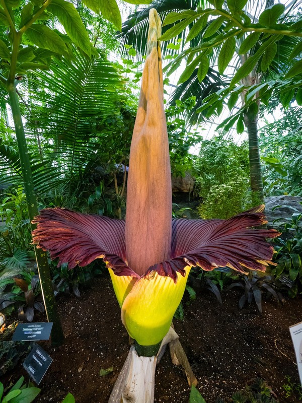 Photo de Amorphophallus