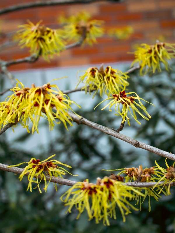 Photo de Hamamelis