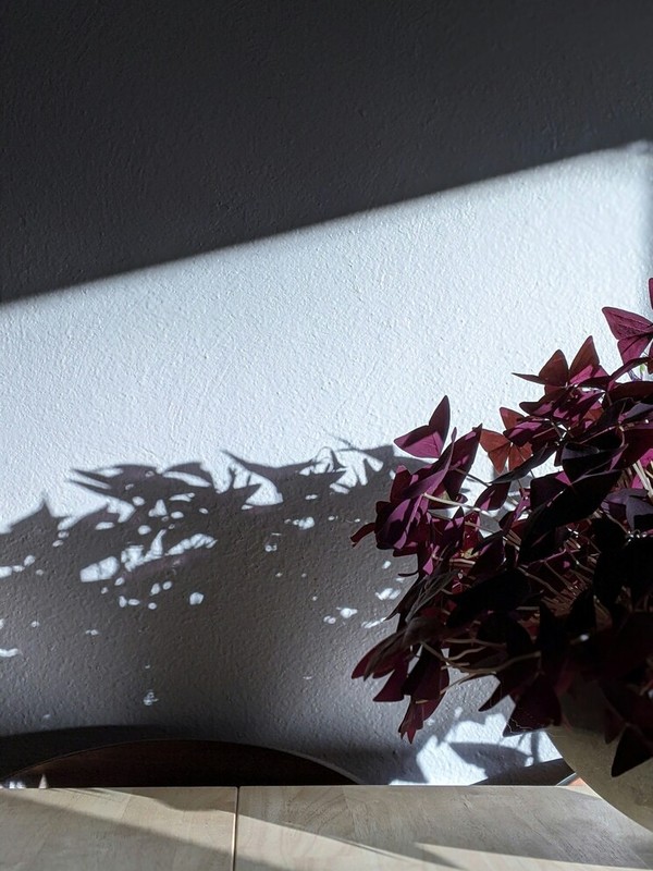 Photo de Oxalis