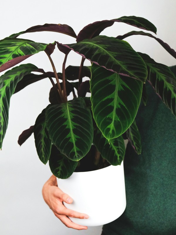 Photo de Calathea Jungle Velvet