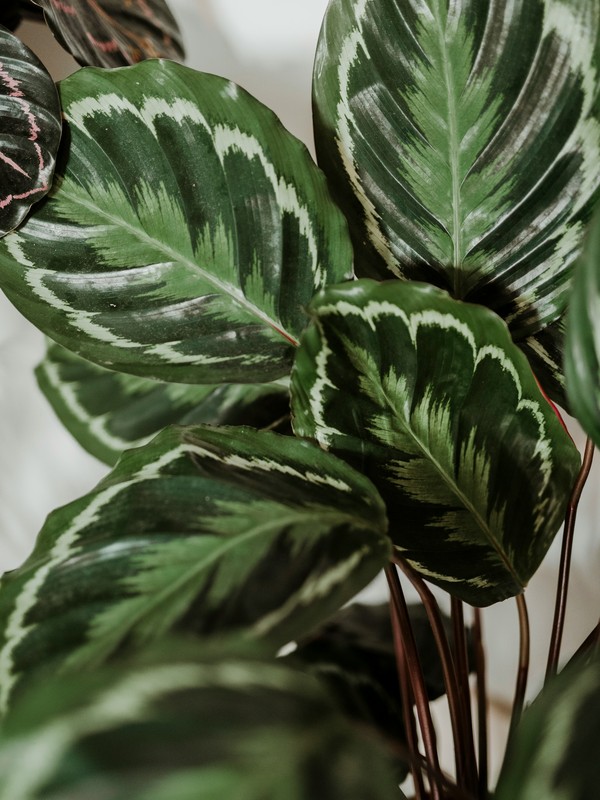 Photo de calathea